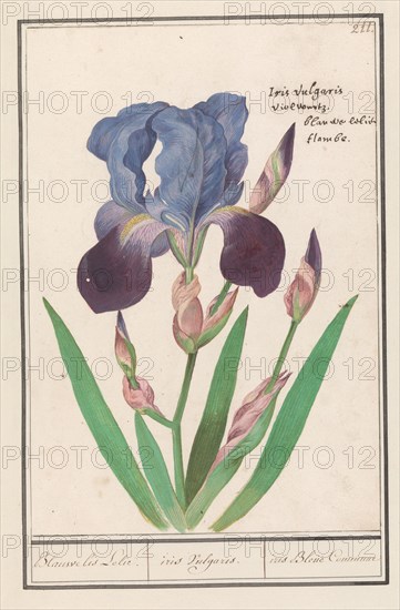 Purple iris (Iris germanica), 1596-1610. Creators: Anselmus de Boodt, Elias Verhulst.