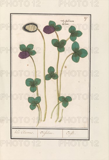 Red clover (Trifolium pratense), 1596-1610. Creators: Anselmus de Boodt, Elias Verhulst.