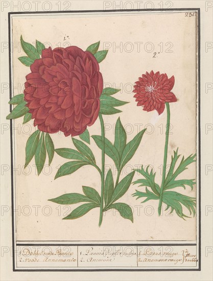 Peony (Paeonia) and Anemone (Anemone), 1596-1610. Creators: Anselmus de Boodt, Elias Verhulst.