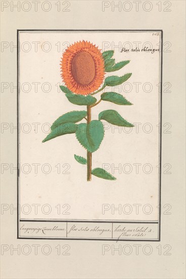 Sunflower (Helianthus annuus), 1596-1610. Creators: Anselmus de Boodt, Elias Verhulst.