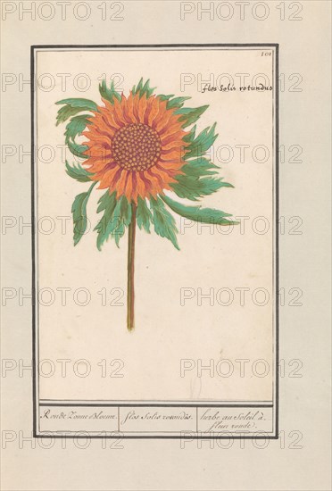 Sunflower (Helianthus annuus), 1596-1610. Creators: Anselmus de Boodt, Elias Verhulst.