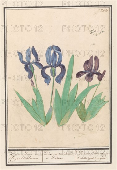 Blue and purple irises (Iris germanica), 1596-1610. Creators: Anselmus de Boodt, Elias Verhulst.