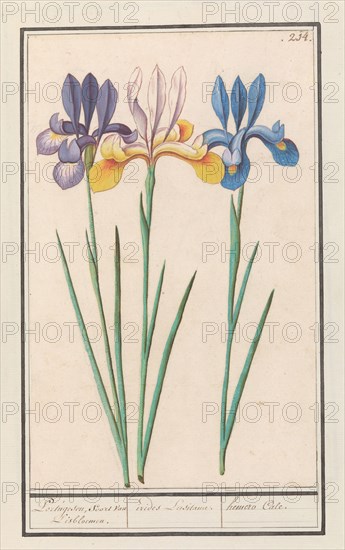 Iris (Iris sibirica), 1596-1610. Creators: Anselmus de Boodt, Elias Verhulst.