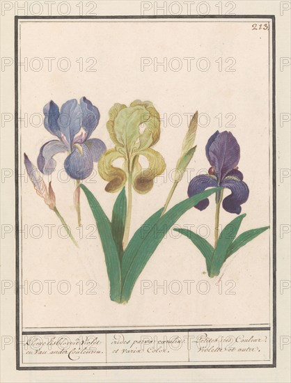 Purple iris (Iris germanica), 1596-1610. Creators: Anselmus de Boodt, Elias Verhulst.