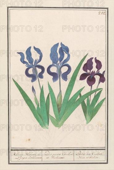 Purple iris (Iris germanica), 1596-1610. Creators: Anselmus de Boodt, Elias Verhulst.