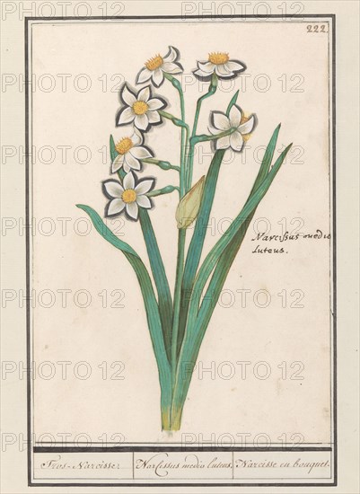 Spray Daffodil (Narcissus), 1596-1610. Creators: Anselmus de Boodt, Elias Verhulst.