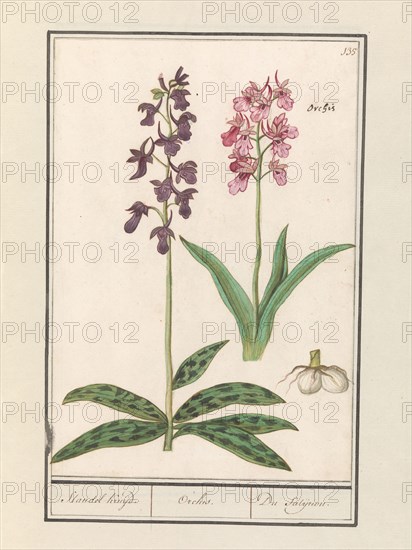 Orchid (Orchidaceae), 1596-1610. Creators: Anselmus de Boodt, Elias Verhulst.