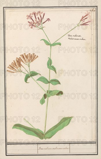 Unknown plant, 1596-1610. Creators: Anselmus de Boodt, Elias Verhulst.