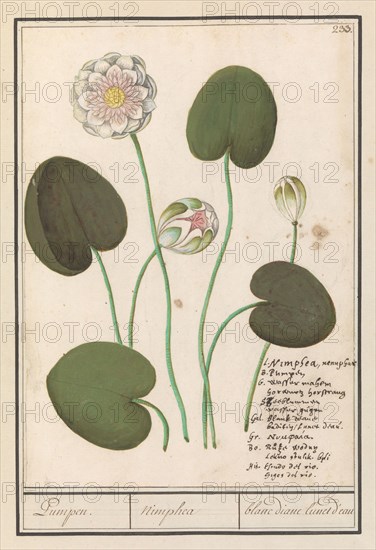 White water lily (Nymphaea alba), 1596-1610. Creators: Anselmus de Boodt, Elias Verhulst.