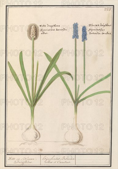 Grape hyacinths (Muscari botryoides), 1596-1610. Creators: Anselmus de Boodt, Elias Verhulst.