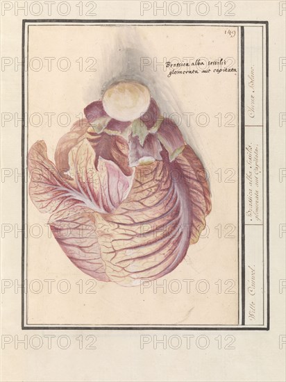 White cabbage (Brassica oleracea), 1596-1610. Creators: Anselmus de Boodt, Elias Verhulst.