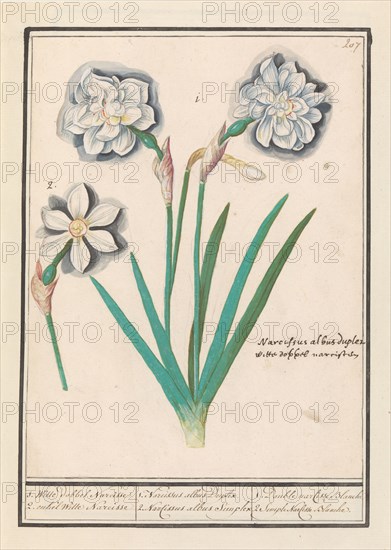 White Daffodil (Narcissus), 1596-1610. Creators: Anselmus de Boodt, Elias Verhulst.