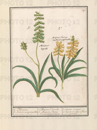 Grape Hyacinth (Muscari), 1596-1610. Creators: Anselmus de Boodt, Elias Verhulst.