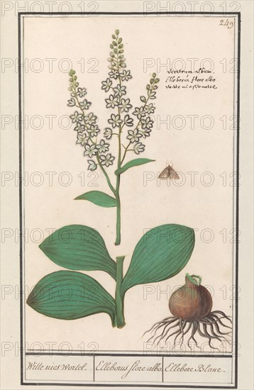 White hellebore (Veratrum album), 1596-1610. Creators: Anselmus de Boodt, Elias Verhulst.