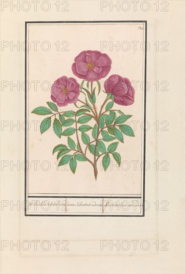 Wild Rose (Rosa), 1596-1610. Creators: Anselmus de Boodt, Elias Verhulst.
