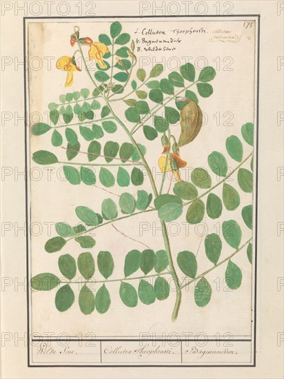 Lentil (Lens culinaris), 1596-1610. Creators: Anselmus de Boodt, Elias Verhulst.