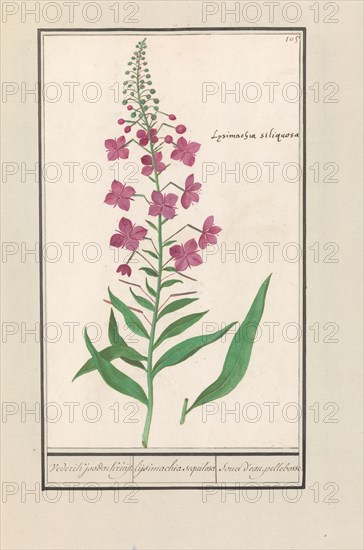 Fireweed (Chamerion angustifolium), 1596-1610. Creators: Anselmus de Boodt, Elias Verhulst.