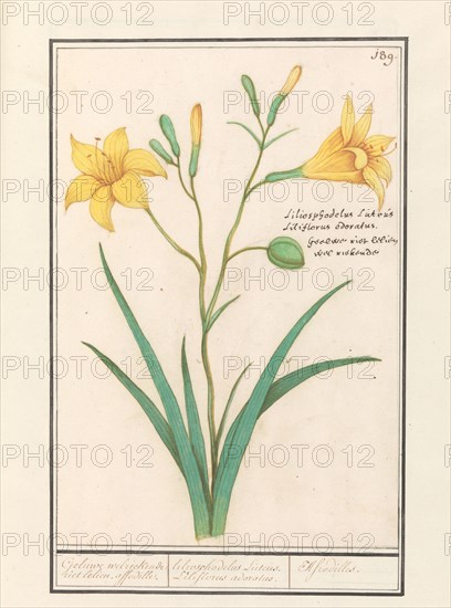 Yellow Lily (Lilium), 1596-1610. Creators: Anselmus de Boodt, Elias Verhulst.