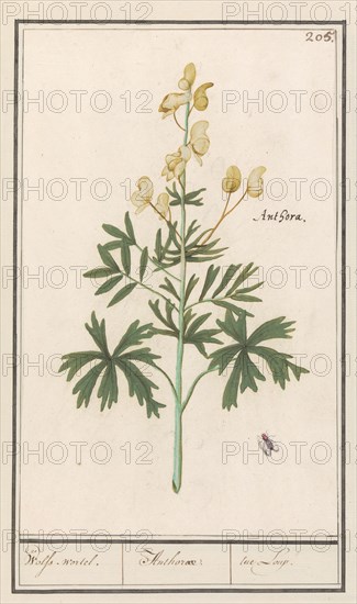 Yellow Aconite (Aconitum vulparia), 1596-1610. Creators: Anselmus de Boodt, Elias Verhulst.