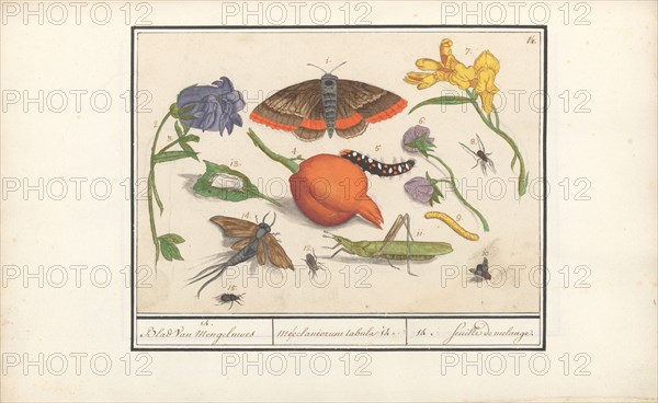 Natural History Ensemble (No. 14), 1596-1610. Creators: Elias Verhulst, Anselmus de Boodt.