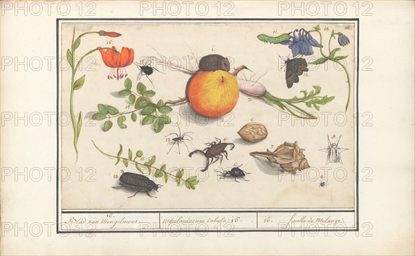 Natural History Ensemble (No. 16), 1596-1610. Creators: Elias Verhulst, Anselmus de Boodt.