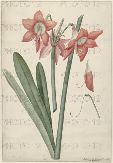 Amaryllis Haworthia Margaritiferas, 1737. Creator: Vincent Laurentsz. van der Vinne II.