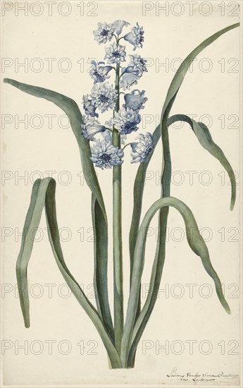 Hyacinth, 1737. Creator: Vincent Laurentsz. van der Vinne II.