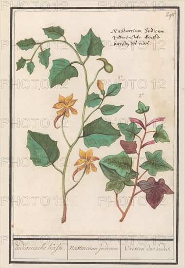 Nasturtium (Tropaeolum majus), 1596-1610. Creators: Anselmus de Boodt, Elias Verhulst.