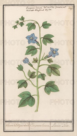 Bellflower (Campanula), 1596-1610. Creators: Anselmus de Boodt, Elias Verhulst.