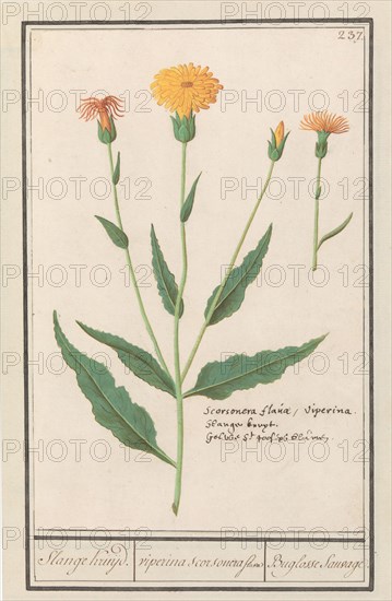 Lesser salsify (Scorzonera humilis), 1596-1610. Creators: Anselmus de Boodt, Elias Verhulst.