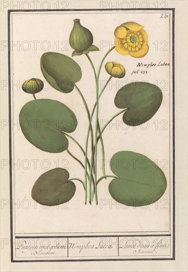 Yellow water lily (Nuphar lutea), 1596-1610. Creators: Anselmus de Boodt, Elias Verhulst.