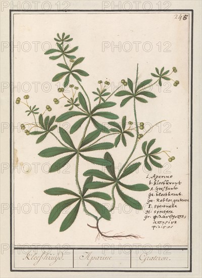 Cleavers (Galium aparine), 1596-1610. Creators: Anselmus de Boodt, Elias Verhulst.