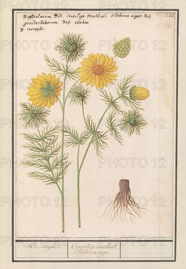 Spring Adonis (Adonis vernalis), 1596-1610. Creators: Anselmus de Boodt, Elias Verhulst.