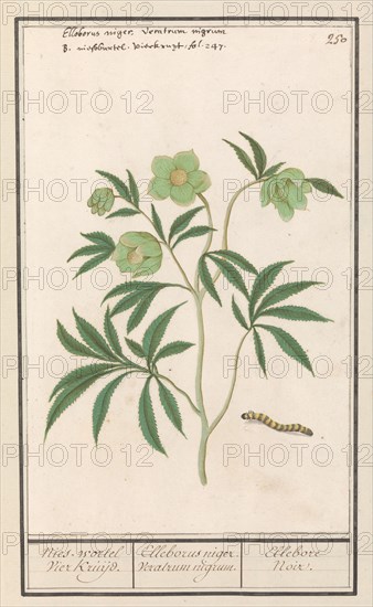 Hellebore (Helleborus), 1596-1610. Creators: Anselmus de Boodt, Elias Verhulst.