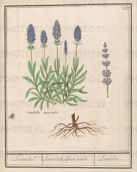 Lavender (Lavandula), 1596-1610. Creators: Anselmus de Boodt, Elias Verhulst.