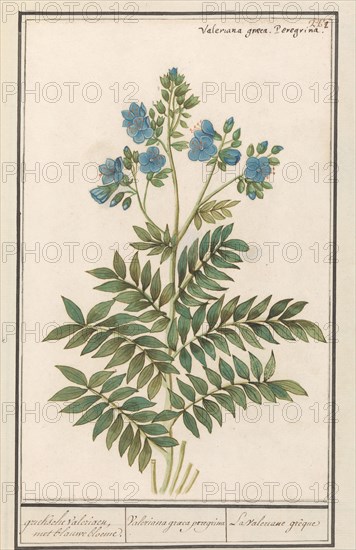 Jacob's Ladder (Polemonium Caerulum), 1596-1610. Creators: Anselmus de Boodt, Elias Verhulst.