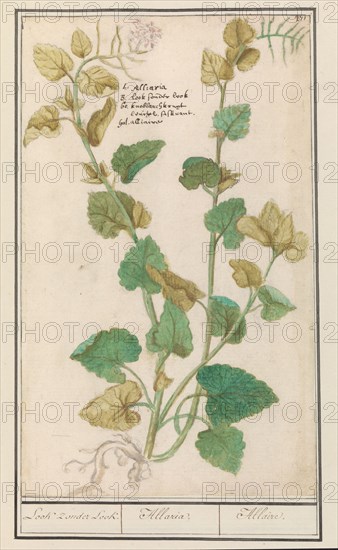 Garlic mustard (Alliaria), 1596-1610. Creators: Anselmus de Boodt, Elias Verhulst.