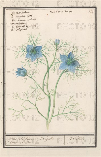 Love-in-a-mist (Nigella Damascena, Damselfly-in-green), 1596-1610.  Creators: Anselmus de Boodt, Elias Verhulst.