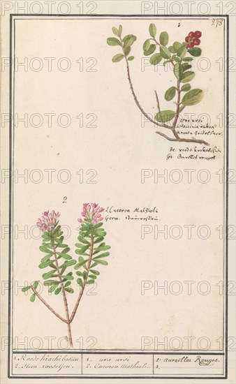 Bearberry (Arctostaphylos uva-ursi) and Hot pepper sapling (Daphne cneorum ), 1596-1610. Creators: Anselmus de Boodt, Elias Verhulst.