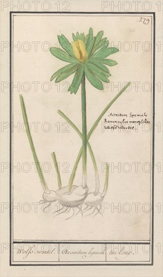 Winter aconite (Eranthis hyemalis), 1596-1610. Creators: Anselmus de Boodt, Elias Verhulst.