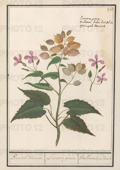 Honesty (Lunaria Annua), 1596-1610. Creators: Anselmus de Boodt, Elias Verhulst.