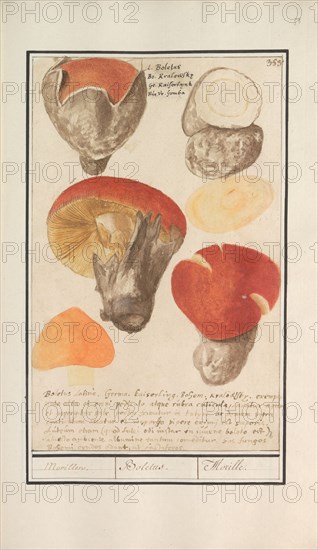 Boletes (Boletales), 1596-1610. Creators: Anselmus de Boodt, Elias Verhulst.