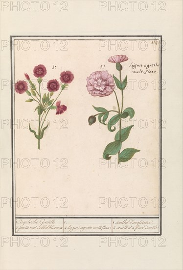 Two carnations (Dianthus), 1596-1610. Creators: Anselmus de Boodt, Elias Verhulst.
