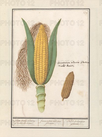 Corn (Zea Mays), 1596-1610. Creators: Anselmus de Boodt, Elias Verhulst.