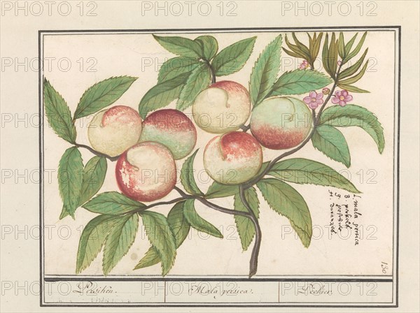 Peach, 1596-1610. Creators: Anselmus de Boodt, Elias Verhulst.