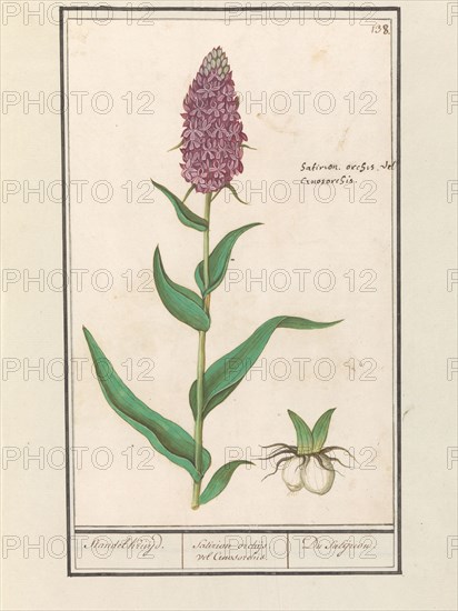 Marsh orchid (Dactylorhiza majalis), 1596-1610. Creators: Anselmus de Boodt, Elias Verhulst.