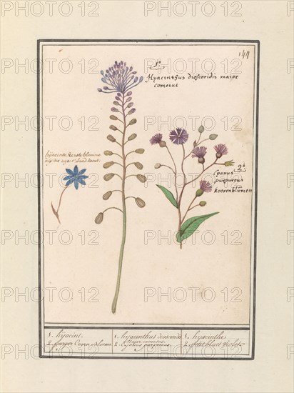Crested Hyacinth (Muscari comosum) and Cornflower (Centaurie), 1596-1610. Creators: Anselmus de Boodt, Elias Verhulst.
