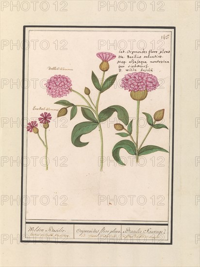 Cuckoo flower (Silene dioica), 1596-1610. Creators: Anselmus de Boodt, Elias Verhulst.