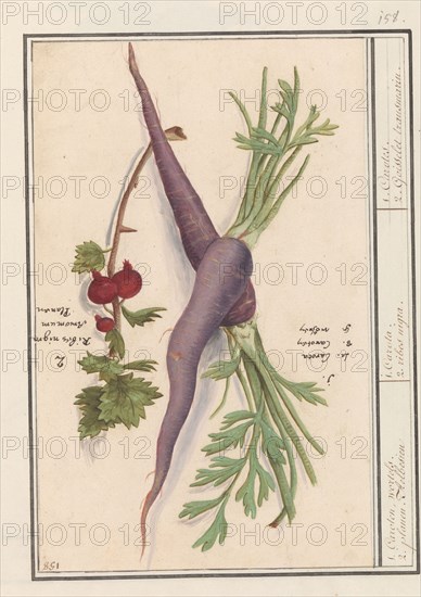 Carrot (Daucus carota) and red currant (Ribes rubrum), 1596-1610. Creators: Anselmus de Boodt, Elias Verhulst.