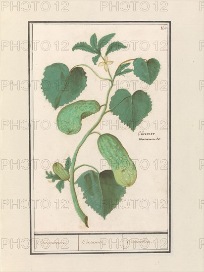 Cucumber (Cucumis sativus), 1596-1610. Creators: Anselmus de Boodt, Elias Verhulst.